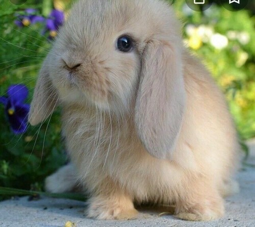 Grams seeds for rabbits - for,