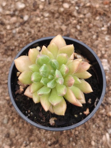 Echeveria bella - ‘bella’, –