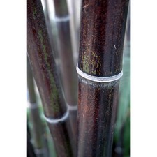 Black stemmed Clumping Bamboo 6-9ft Plants