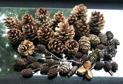 Assorted fir cones for - assorted,