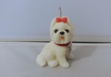 Cute little Maltese Puppy