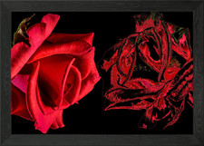 Glazed Rose Reflects Real