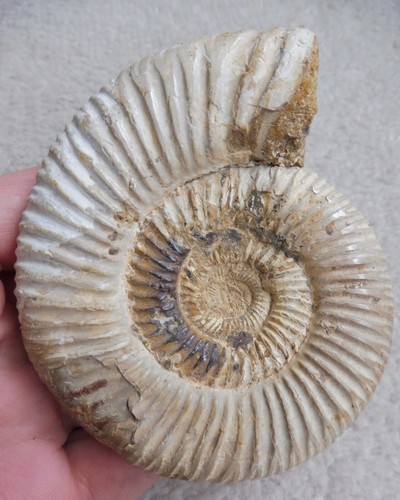 Fossil ammonite perisphinctes - ammonite, (perisphinctes