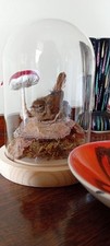 Taxidermied  Jenny Wren  In