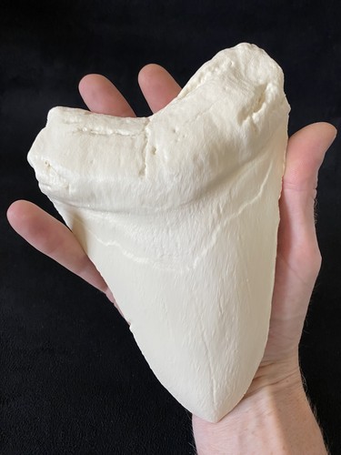 Giant megalodon tooth - tooth, 3d