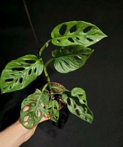 Monstera adansonii cm pot - adansonii.,