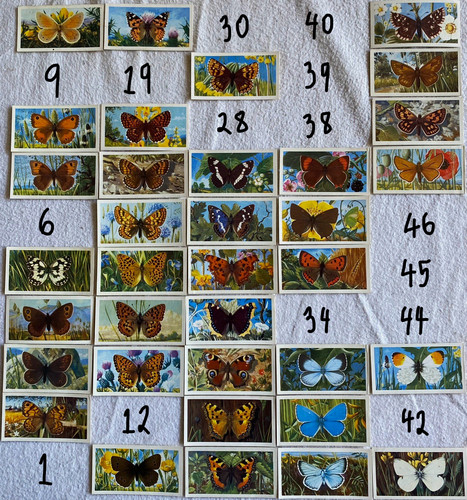 British butterflies brooke - butterflies,