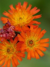 Pilosella Aurantiaca-Fox and
