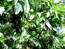 ALMOND TREE - 6 SEEDS