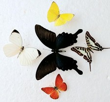 Butterfly Collection Set x5