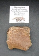 Fossil Triceratops Dinosaur