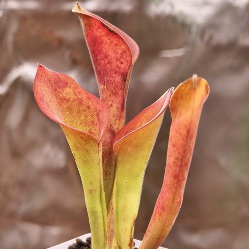 Heliamphora exappendiculata - heliamphora,