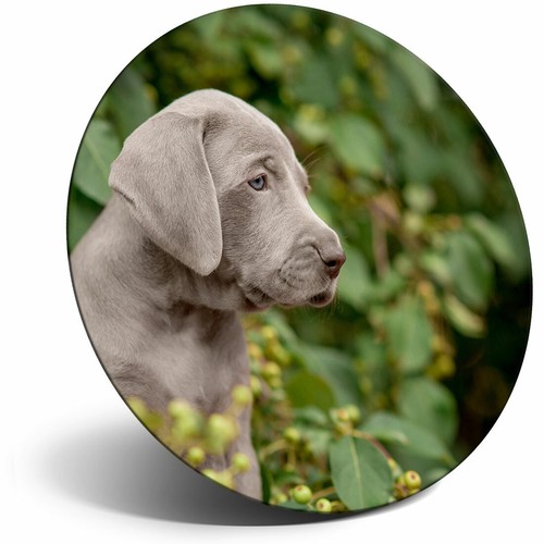 Awesome fridge magnet - magnet,