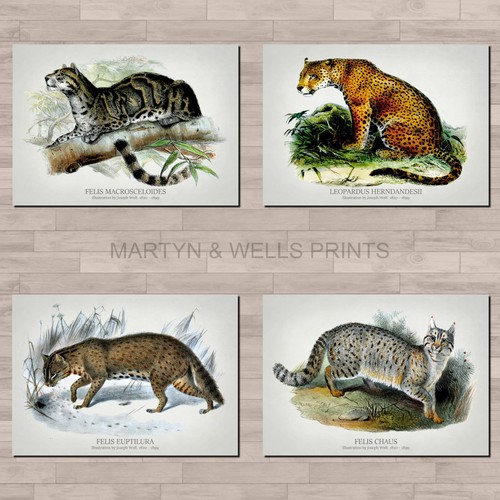 Joseph wolf prints canvas - wolf,