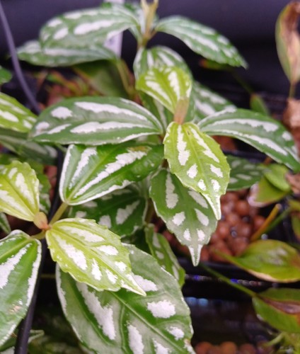 Pilea cadierei riparium - riparium, plant