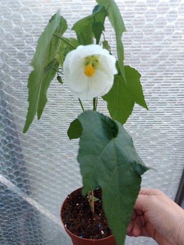Abutilon hybrid large - abutilon, –