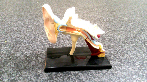Human ear anatomical 4d - ear,