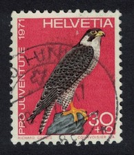 Birds Peregrine falcon