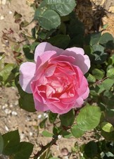 David Austin bare root rose plant ‚Sir Walter Raileigh’