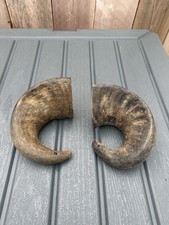 Pair Of 2 Sheep Ram Horns