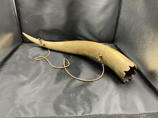 Natural Swiss mountain cattle horn