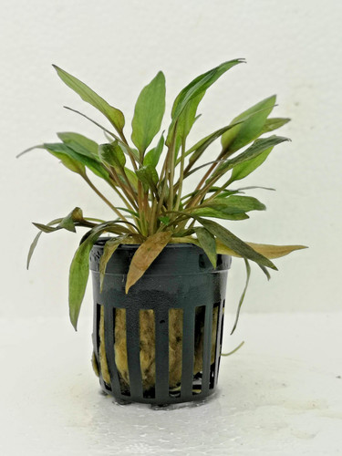 Cryptocoryne florida sunset - cryptocoryne,