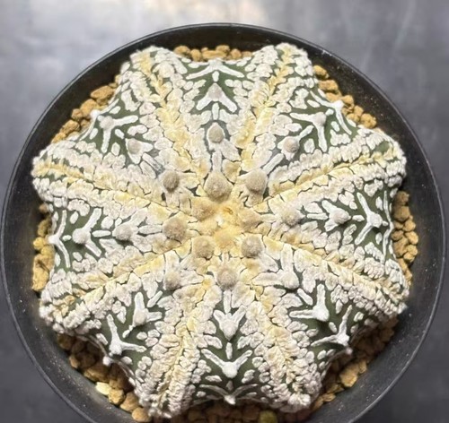 Pot 7cm astrophytum - pot, asterias