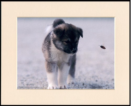Akita dog art - dog,