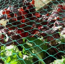 Anti-Bird Pond Net Netting Plants Veg Fruit Protection Garden Fine Mesh 5m 10m