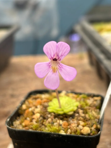 Pinguicula esseriana - pinguicula,