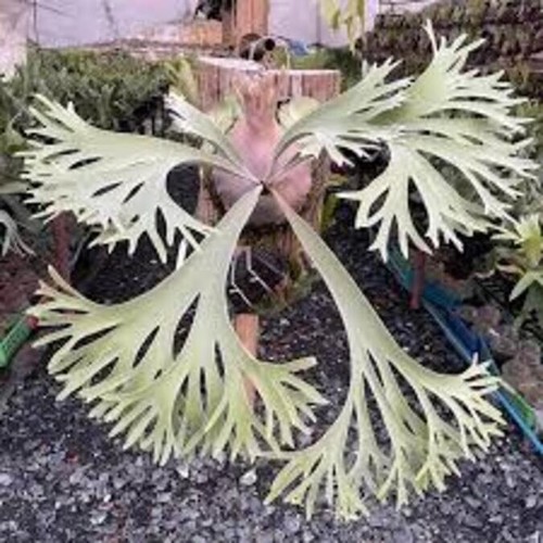 Platycerium willinckii celso - platycerium,