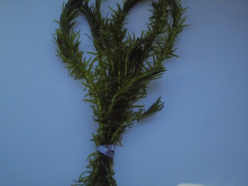Elodea densa aquarium aquatic - aquarium,