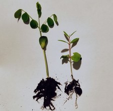 Two indoor bonsai tree