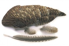 Woodcock Wings Natural, Fly