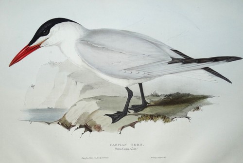 Original antique bird print - original,