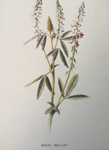 Antique print white melilot - white,