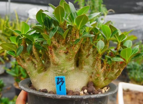 Rare cacti adenium - rare,