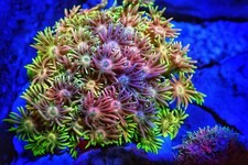 SHA Starlite Rainbow Goniopora