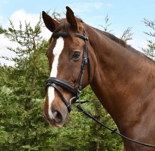 Rhinegold comfort bridle - rhinegold,