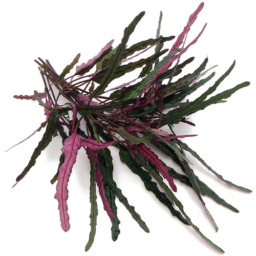 Hemigraphis repanda dragon - hemigraphis,