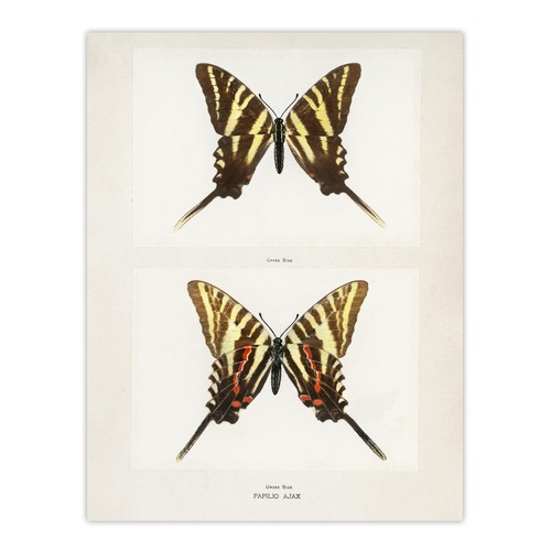 Papilio ajax butterfly vintage - ajax,