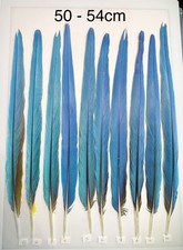 Parrot Macaw Feather Crafts