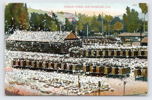 C1910 pigeon farm los - pigeon,