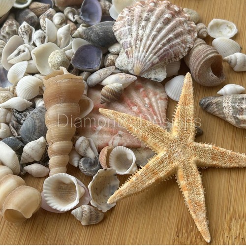 Mixed natural seashells - natural,