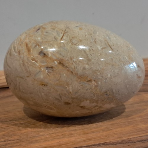 Polished fossil stone egg 2 - fossil, #2