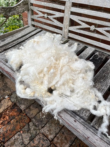 Sheep fleece leicester - sheep,