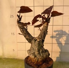 Adenia stylosa WYSIWYG Caudex