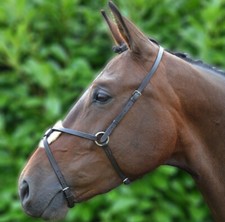 Hy Equestrian Mexican Grackle