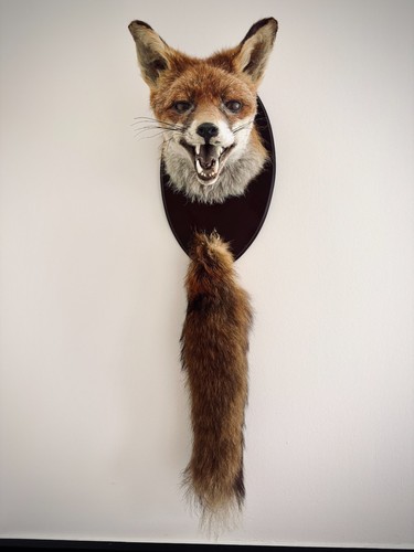 Snarling vintage red fox - vintage,