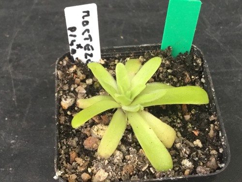 Pinguicula moctezumae pilosa - pinguicula, x